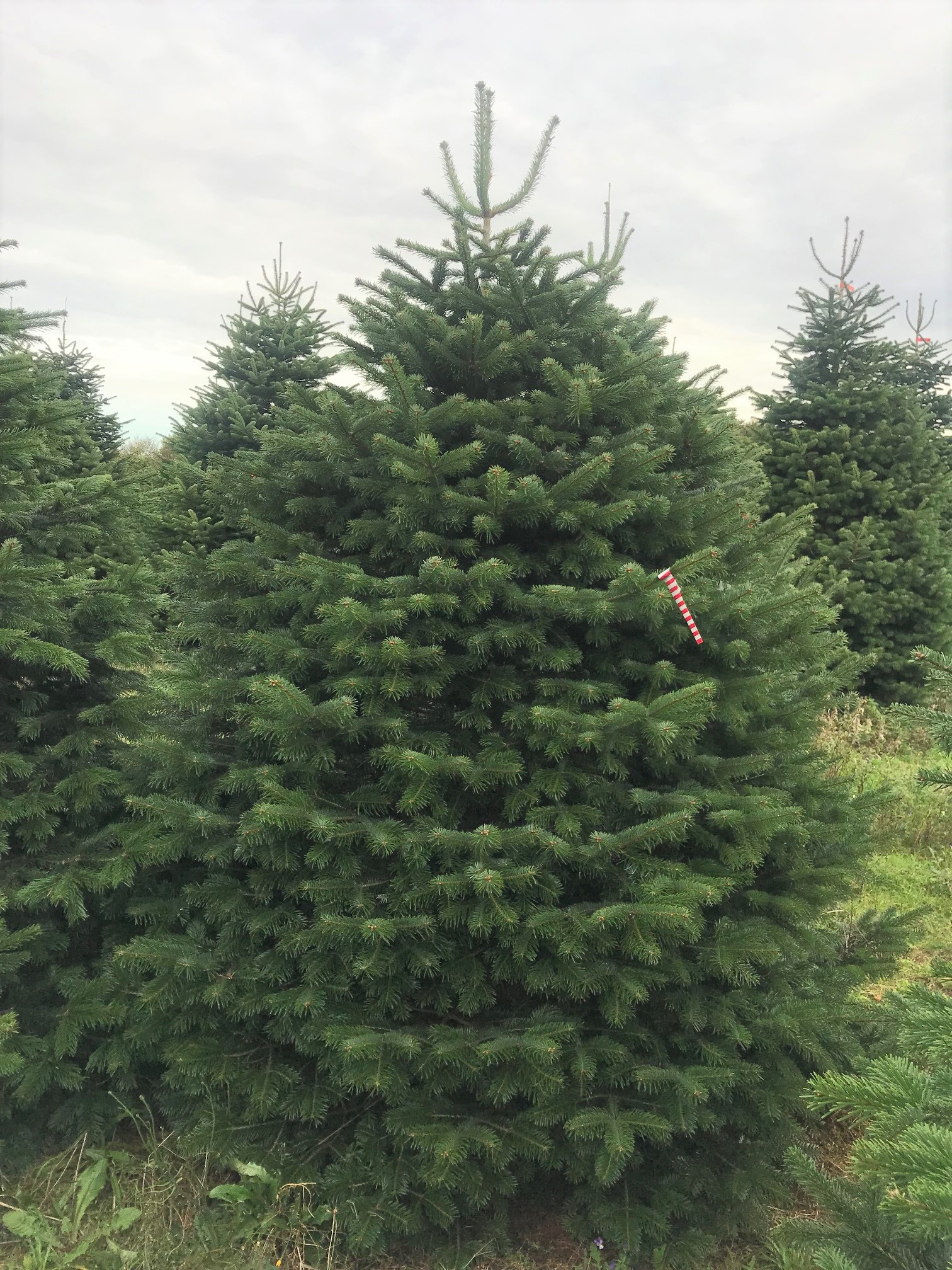 Пихта нордманская Премиум